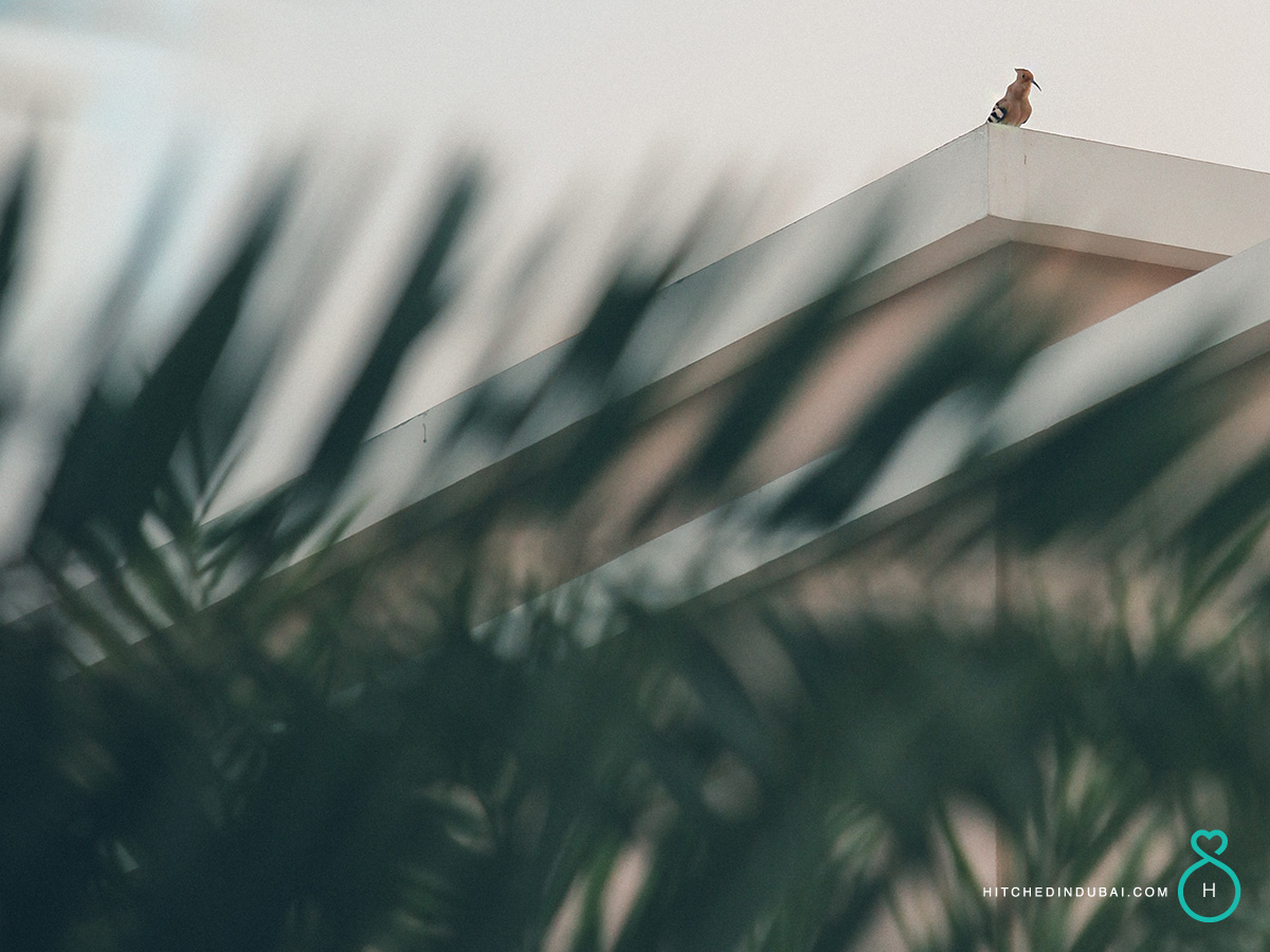 Dubai prewedding photographer