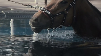 Race Journey - Dubai Horse Racing