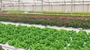 Armela Farms - Lettuce Kale