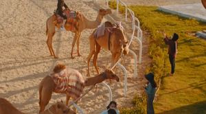 Royal camel racing